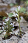 Virginia pennywort